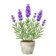Fototapeta premium Botanical flat illustration of lavender plant with purple flowers in ceramic pot isolated on white background