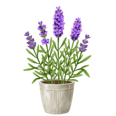 Fototapeta premium Botanical flat illustration of lavender plant with purple flowers in ceramic pot isolated on white background