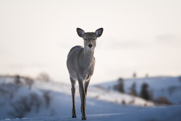 deer in snow