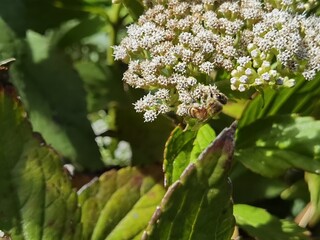 bee on a flower