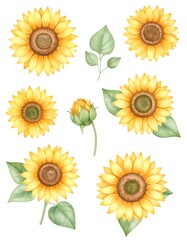 Watercolor Sunflowers, Leaves, Bud, Collection