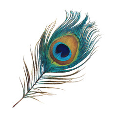 Obraz premium Peacock Feather Isolated on White Background