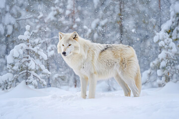 Naklejka premium Majestic white wolf standing in snowy winter forest landscape wild animal