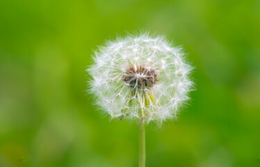Fototapeta premium Dandelion Against Green Background This is a close-up photograph of a dandelion. The fluffy seed head is full and round, with its white filaments clearly visible. The central seed part has a natural b
