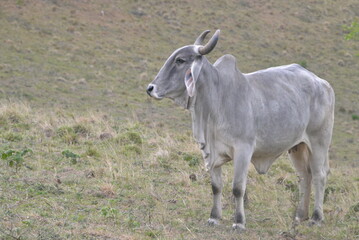bull