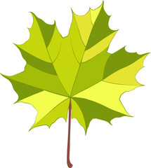 Hand-drawn green maple leaf isolated on white background. Flat line style vector illustration.