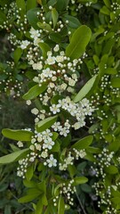 green leaves in the morning and with flowers