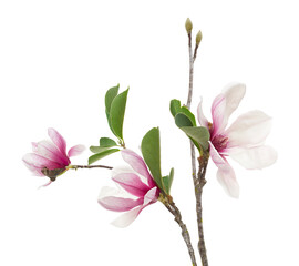 Obraz premium Magnolia liliiflora flower on branch with leaves, Lily magnolia flower isolated on white background with clipping path 