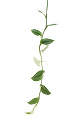 Sterling Silver Pothos, Pothos plant, Exotic foliage isolated on white background, with clipping path 