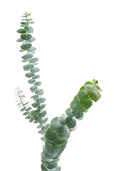 Eucalyptus pulverulenta, Florist Silver Dollar, Baby blue Eucalyptus branches isolated on white background, with clipping path  