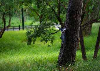 Magpie on Tree
Magpie perches on thick tree trunk, black and white wings spread. Green grass and trees in background show nature scene.