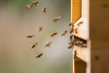 Honey bees at the beehive collecting honey together