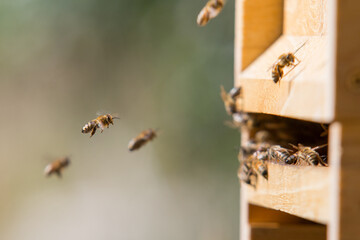 Honey bees at the beehive collecting honey together