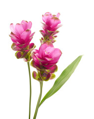 Obraz premium Siam tulip flower with leaves, Pink tropical flower isolated on white background with clipping path 