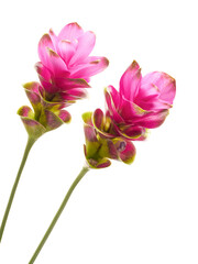 Siam tulip flower with leaves, Pink tropical flower isolated on white background with clipping path 