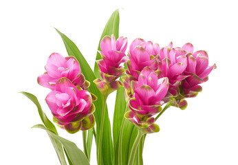 Siam tulip flower with leaves, Pink tropical flower isolated on white background with clipping path 