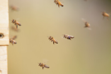 Honey bees at the beehive collecting honey together