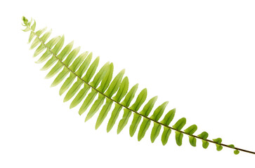 Sword fern or Boston fern, Fern isolated on white background, with clipping path  