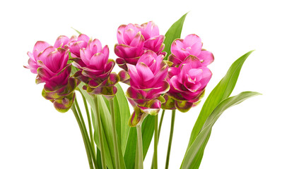 Fototapeta premium Siam tulip flower with leaves, Pink tropical flower isolated on white background with clipping path 