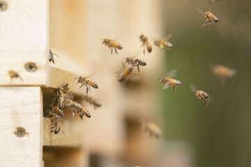 Honey bees at the beehive collecting honey together