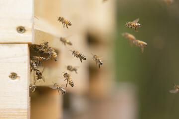 Honey bees at the beehive collecting honey together