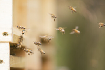 Honey bees at the beehive collecting honey together