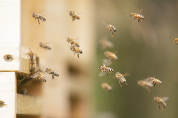 Honey bees at the beehive collecting honey together