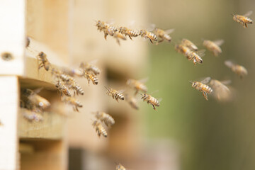 Honey bees at the beehive collecting honey together