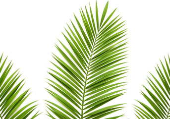 Obraz premium Tropical vibes with lush palm fronds, perfect for summer designs, exotic vacation promos, and refreshing botanical themes, bringing a touch of paradise