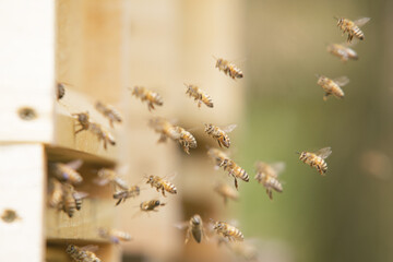 Honey bees at the beehive collecting honey together