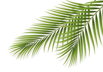 Obraz premium Tropical green palm leaves frame for elegant summer designs, bringing a vibrant, exotic touch to your creative projects for a fresh, natural aesthetic