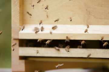 Honey bees at the beehive collecting honey together