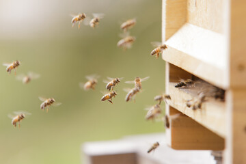 Honey bees at the beehive collecting honey together