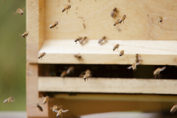 Honey bees at the beehive collecting honey together