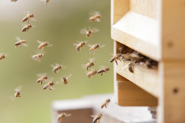Honey bees at the beehive collecting honey together