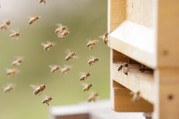 Honey bees at the beehive collecting honey together