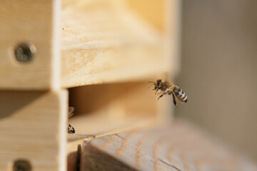 Honey bees in close up at the beehive collecting honey together