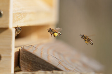 Honey bees in close up at the beehive collecting honey together