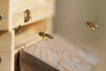Honey bees in close up at the beehive collecting honey together