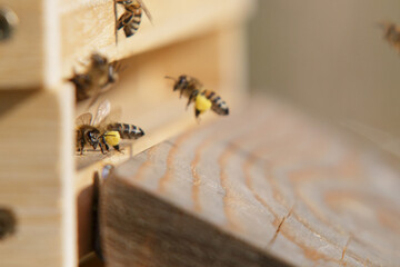 Honey bees in close up at the beehive collecting honey together