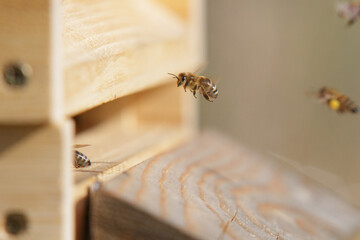 Honey bees in close up at the beehive collecting honey together