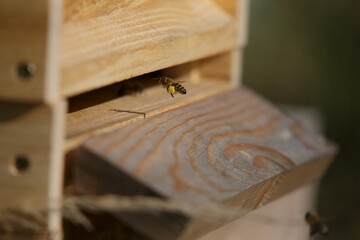 Honey bees in close up at the beehive collecting honey together