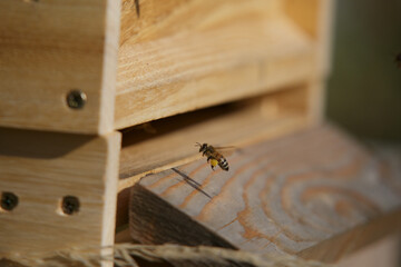 Honey bees in close up at the beehive collecting honey together
