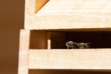Honey bees in close up at the beehive collecting honey together