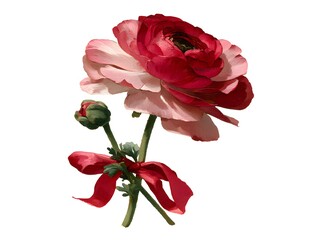 A charming ranunculus blossom and unopened bud tied with a delicate red ribbon isolated on white s.