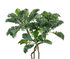 Curly kale or Organic blue curled scotch kale,  Kale plant isolated on white background with...