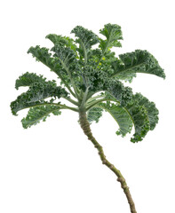 Curly kale or Organic blue curled scotch kale,  Kale plant isolated on white background with...