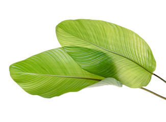 Obraz premium Calathea foliage, Exotic tropical leaf, Large green leaf, isolated on white background with clipping path