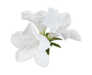 Obraz premium Azaleas flowers with leaves, White flowers isolated on white background with clipping path