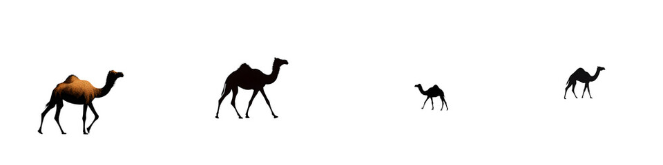 Fototapeta premium Camel Silhouettes and Illustration, Isolated on White Background